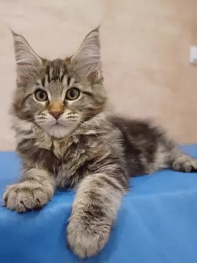Maine Coon rodowód FPL 4