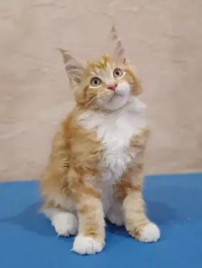 Maine Coon rodowód FPL 2