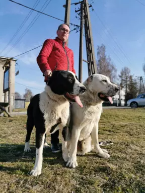Owczarek środkowoazjatycki 6