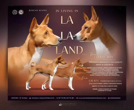 Basenji samiec BREGO ostatni 6