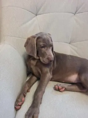 Wyżeł weimarski szczenię 1