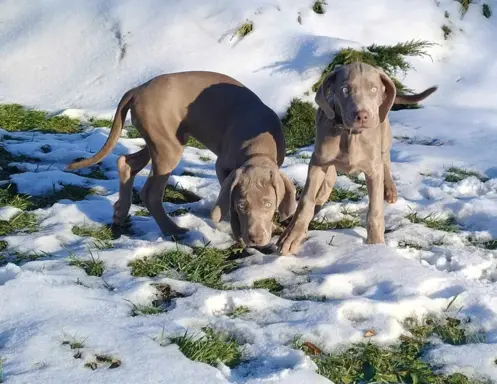 Wyżeł weimarski szczenię 4