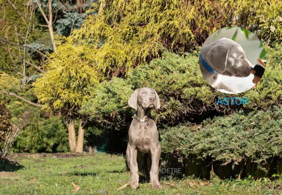 Wyżeł weimarski szczenię 3