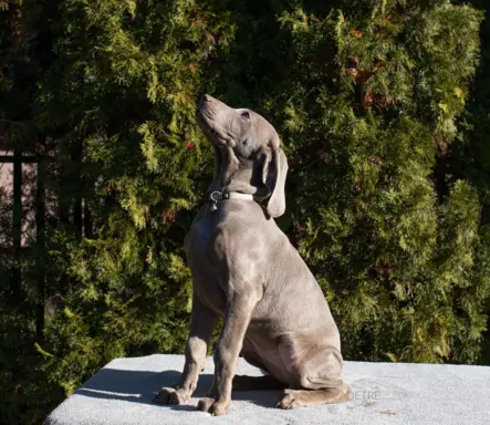 Wyżeł weimarski szczenię 2