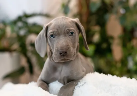 Wyżeł weimarski szczenię 5