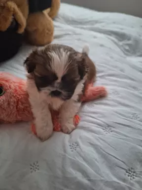 Śliczny piesek rasy shih-tzu 1