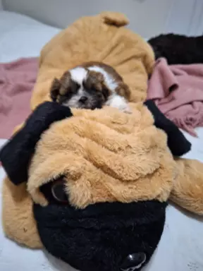 Śliczny piesek rasy shih-tzu 3