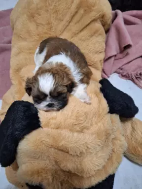 Śliczny piesek rasy shih-tzu 2