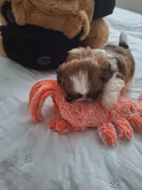 Śliczny piesek rasy shih-tzu 7