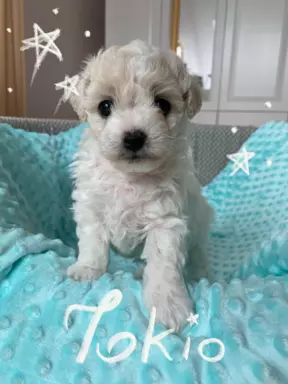 Bichon Frise szczeniaki ZKwP FCI 2