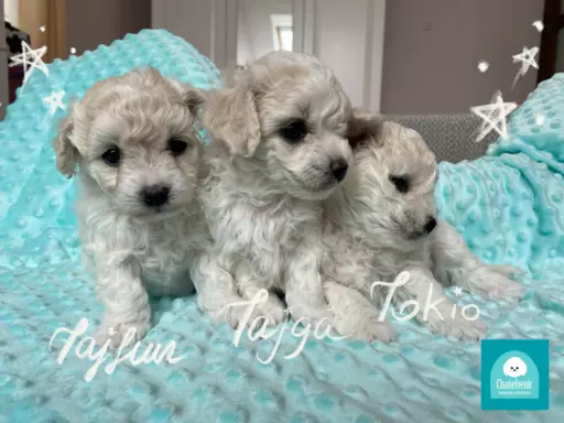 Bichon Frise szczeniaki ZKwP FCI 3