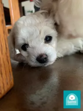 Bichon Frise szczeniaki ZKwP FCI 1