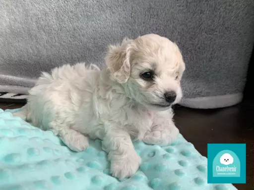 Bichon Frise szczeniaki ZKwP FCI 4