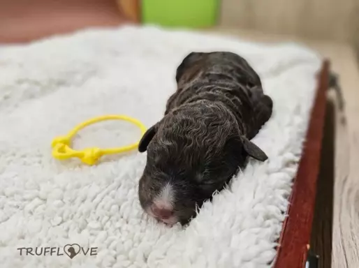 Lagotto Romagnolo [ZKwP/FCI] samiec szczeniak 6