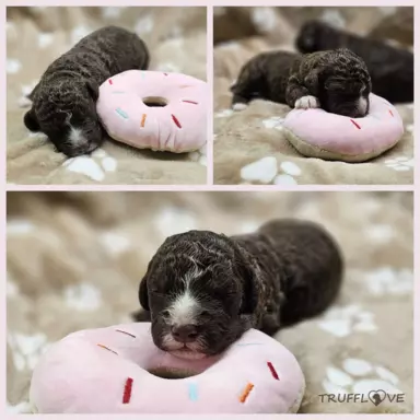 Lagotto Romagnolo [ZKwP/FCI] samiec szczeniak 4