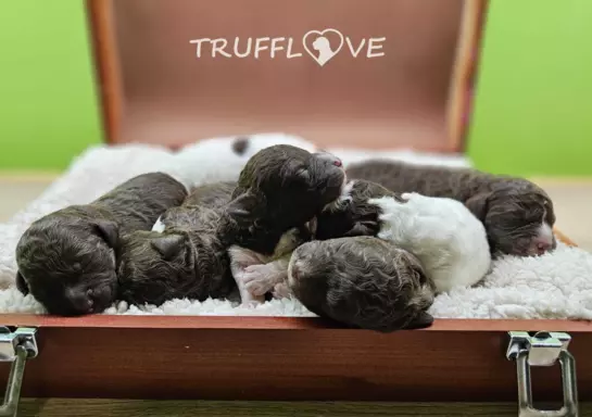 Lagotto Romagnolo [ZKwP/FCI] samiec szczeniak 3