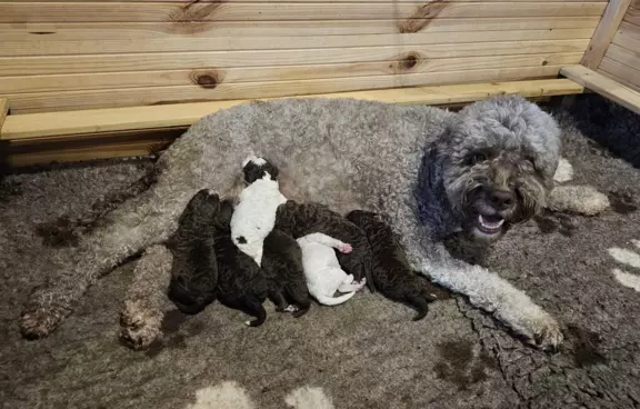 Lagotto Romagnolo [ZKwP/FCI] samiec szczeniak 10