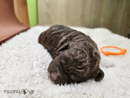 Lagotto Romagnolo [ZKwP/FCI] samiec szczeniak 8