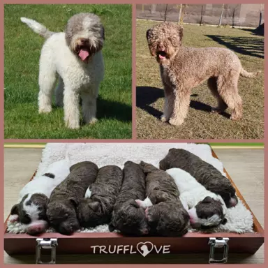 Lagotto Romagnolo [ZKwP/FCI] samiec szczeniak 1