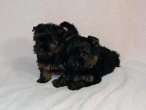 Yorki yorkshire terrier york piesek szczenię czarno-złoty 3