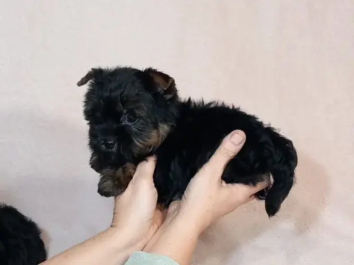 Yorki yorkshire terrier york piesek szczenię czarno-złoty 2