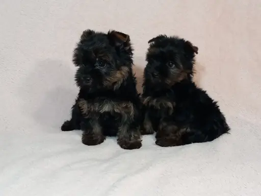 Yorki yorkshire terrier york piesek szczenię czarno-złoty 4