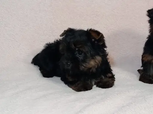 Yorki yorkshire terrier york piesek szczenię czarno-złoty 5