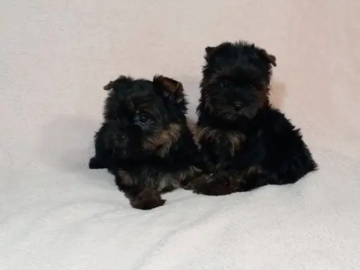 Yorki yorkshire terrier york piesek szczenię czarno-złoty 6