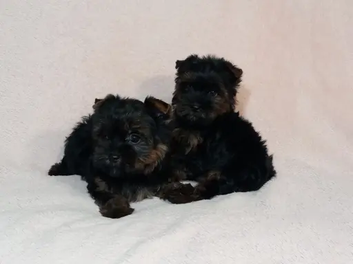 Yorki yorkshire terrier york piesek szczenię czarno-złoty 7