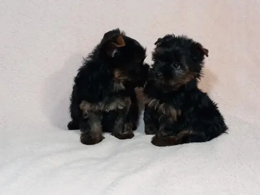 Yorki yorkshire terrier york piesek szczenię czarno-złoty 8