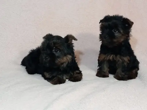 Yorki yorkshire terrier york piesek szczenię czarno-złoty 9