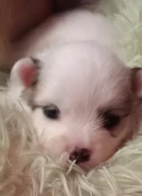 Szpic miniaturowy pomeranian 3