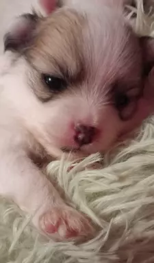 Szpic miniaturowy pomeranian 1