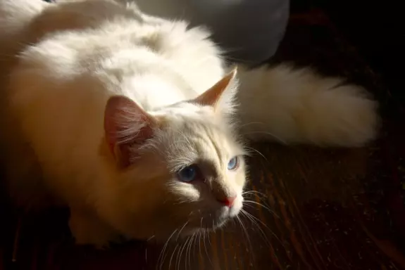 Kotka Ragdoll kremowa piękność 1