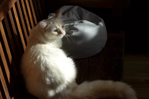 Kotka Ragdoll kremowa piękność 2