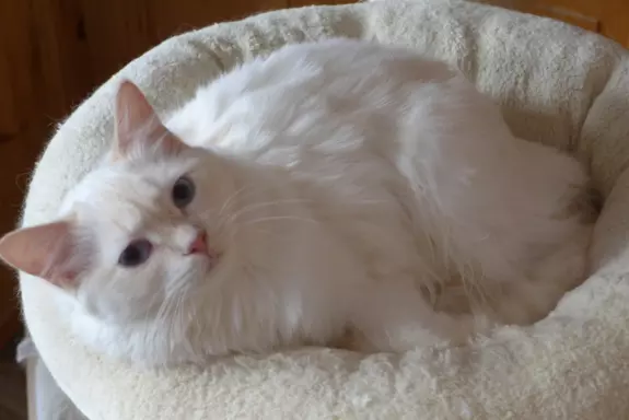 Kotka Ragdoll kremowa piękność 3
