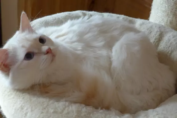 Kotka Ragdoll kremowa piękność 4