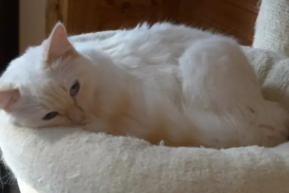 Kotka Ragdoll kremowa piękność 5