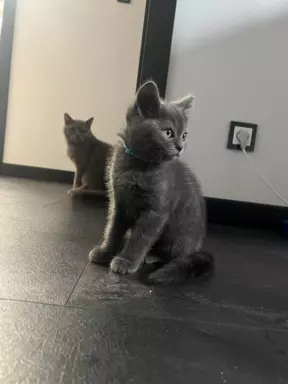 Kotki brytyjskie niebieskie i liliowe 1