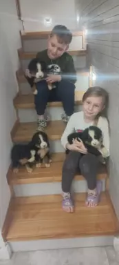 Suczka berneński Pies Pasterski 2