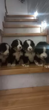 Suczka berneński Pies Pasterski 6