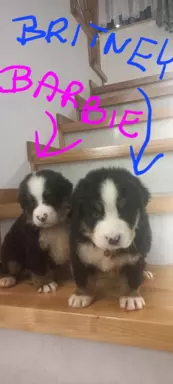 Suczka berneński Pies Pasterski 7