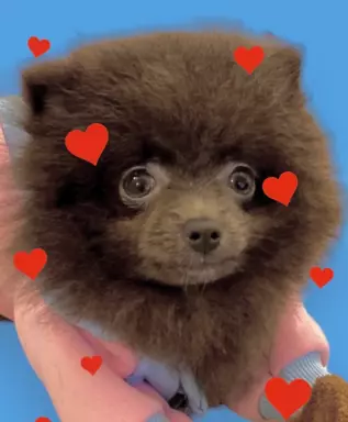 Pomeranian dziewczynka blue 1