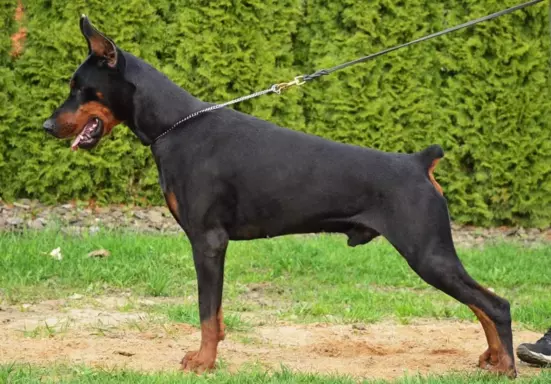 Samiec Dobermana do krycia 2