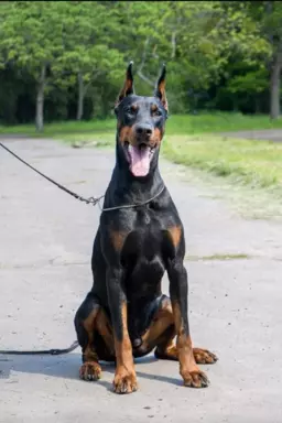 Samiec Dobermana do krycia 3