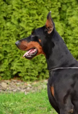 Samiec Dobermana do krycia 1