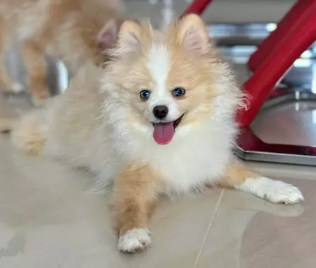 Szpic miniaturowy Pomeranian cream merle niebieskie oczy 2