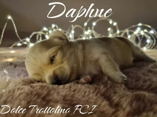 Rodowodowe szczeniaki Chihuahua po Championie Chorwacji. 4