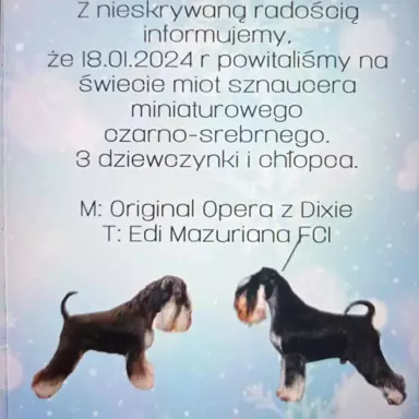 Sznaucer miniaturowy czarno -srebrny 2