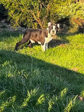 Boston terrier samiec 1